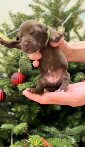 American pitbull terrier puppies for sale. Born 29.12.2025. Parents: Dognik Bulls Highway to Hell x SFP Demosfen. Price 2000 euro and higher. ADBA pedigree. Locaetd in European Union. Shipping worldwide