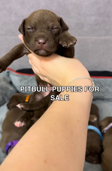 American pitbull terrier puppies for sale “Dognik Bulls kennel”. Born 29.12.2025. Parents: Dognik Bulls Highway to Hell x SFP Demosfen. Price 2000 euro and higher. ADBA pedigree. Locaetd in European Union. Shipping worldwide