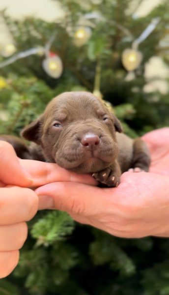 American pitbull terrier puppies for sale. Born 29.12.2025. Parents: Dognik Bulls Highway to Hell x SFP Demosfen. Price 2000 euro and higher. ADBA pedigree. Locaetd in European Union. Shipping worldwide