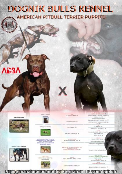 American pitbull terrier puppies for sale