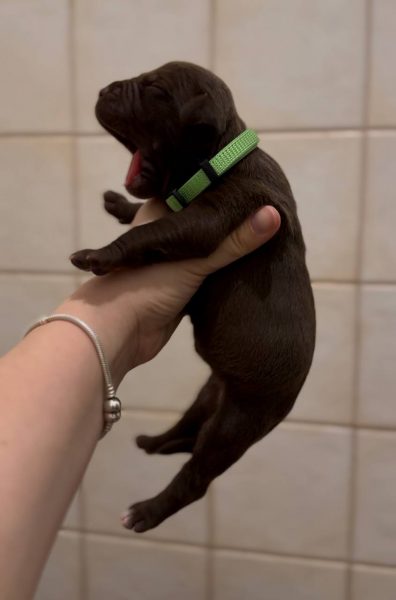 American pitbull terrier puppies for sale. Born 29.12.2025. Parents: Dognik Bulls Highway to Hell x SFP Demosfen. Price 2000 euro and higher. ADBA pedigree. Locaetd in European Union. Shipping worldwide