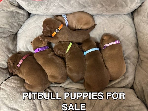 American pitbull terrier puppies for sale “Dognik Bulls kennel”. Born 29.12.2025. Parents: Dognik Bulls Highway to Hell x SFP Demosfen. Price 2000 euro and higher. ADBA pedigree. Locaetd in European Union. Shipping worldwide