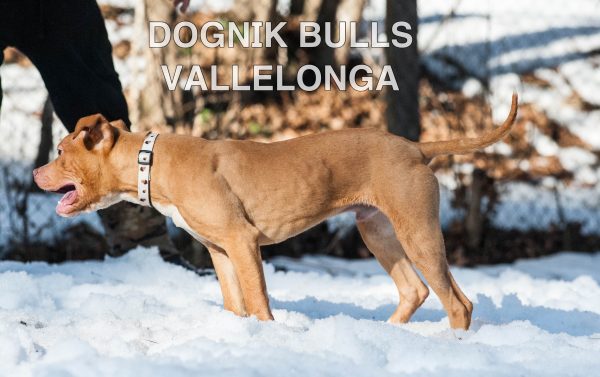 American pitbull terrier kennel Europe- Dognik Bulls. American pitbull terrier puppy Dognik Bulls Vallelonga is for sale