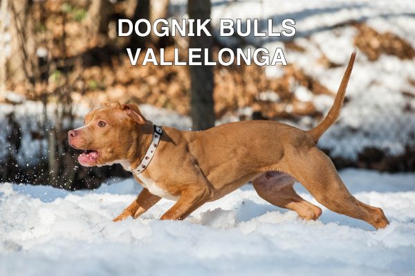 American pitbull terrier kennel Europe- Dognik Bulls. American pitbull terrier puppy Dognik Bulls Vallelonga is for sale