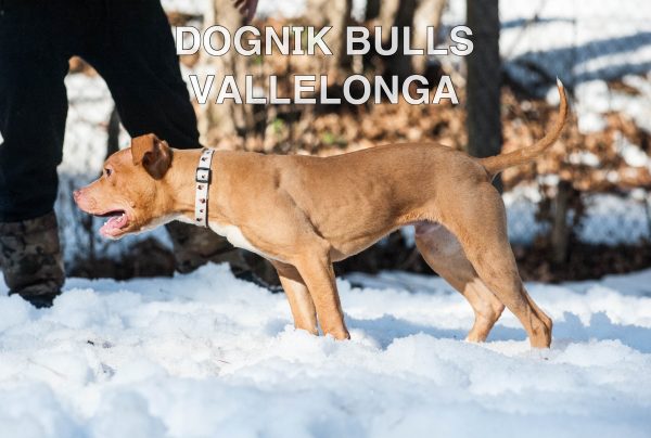American pitbull terrier kennel Europe- Dognik Bulls. American pitbull terrier puppy Dognik Bulls Vallelonga is for sale