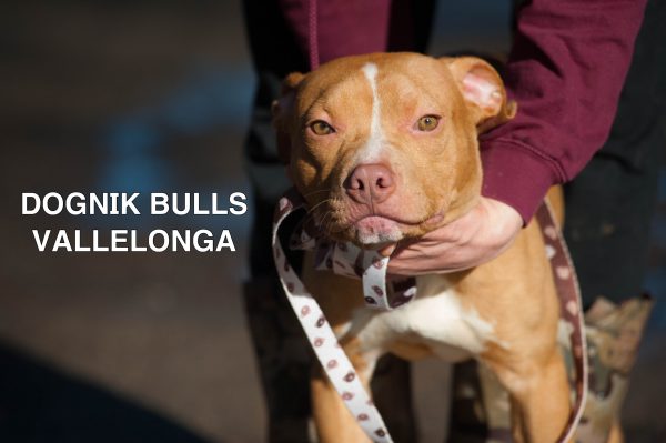 American pitbull terrier kennel Europe- Dognik Bulls. American pitbull terrier puppy Dognik Bulls Vallelonga is for sale
