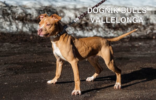 American pitbull terrier kennel Europe- Dognik Bulls. American pitbull terrier puppy Dognik Bulls Vallelonga is for sale