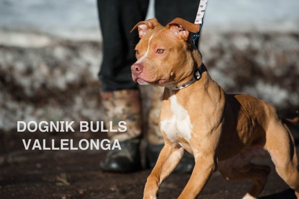 American pitbull terrier kennel Europe- Dognik Bulls. American pitbull terrier puppy Dognik Bulls Vallelonga is for sale