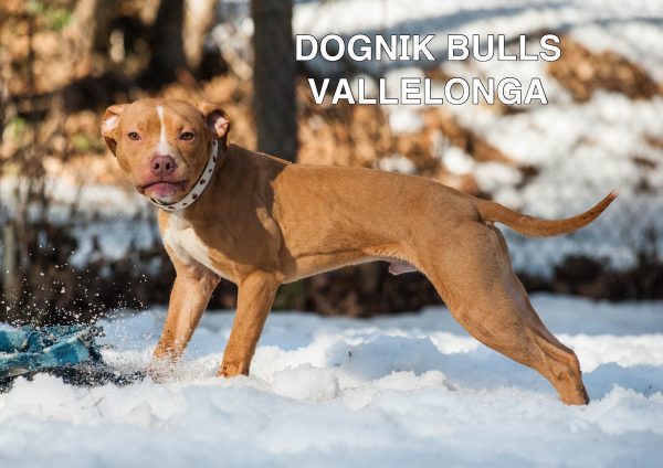 American pitbull terrier kennel Europe- Dognik Bulls. American pitbull terrier puppy Dognik Bulls Vallelonga is for sale