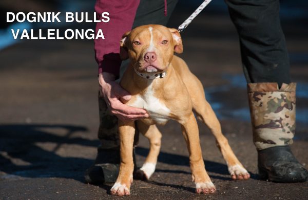 American pitbull terrier kennel Europe- Dognik Bulls. American pitbull terrier puppy Dognik Bulls Vallelonga is for sale