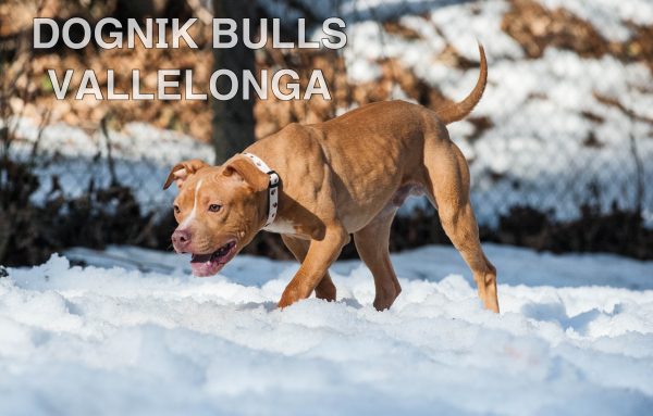 American pitbull terrier kennel Europe- Dognik Bulls. American pitbull terrier puppy Dognik Bulls Vallelonga is for sale