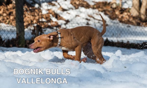 American pitbull terrier kennel Europe- Dognik Bulls. American pitbull terrier puppy Dognik Bulls Vallelonga is for sale
