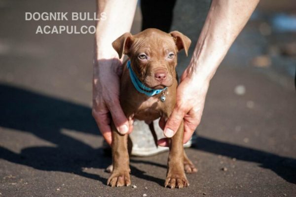 American pitbull terrie rpuppies for sale. European kennel Dognik Bulls. Delivery worldwide